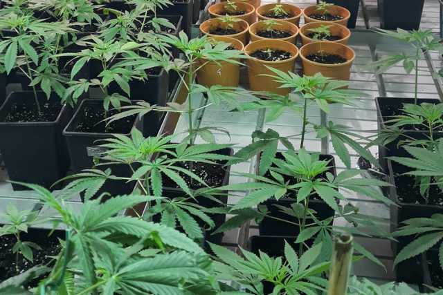 Da quella "light" alla terapeutica: viaggio nel business della cannabis legale 